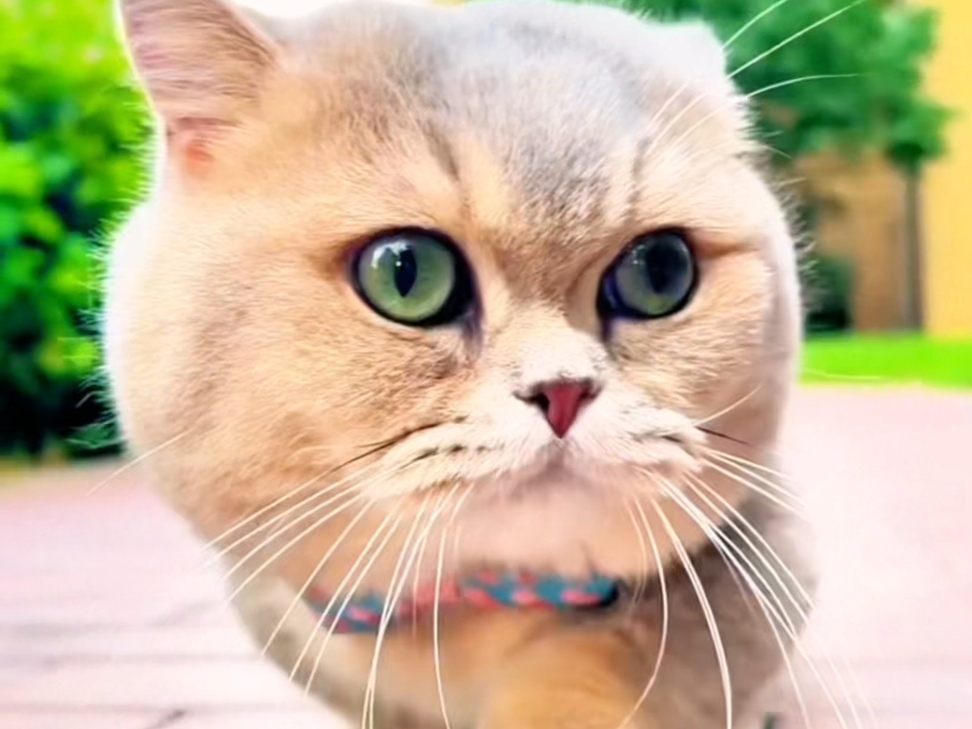 好可爱的小猫咪呀。