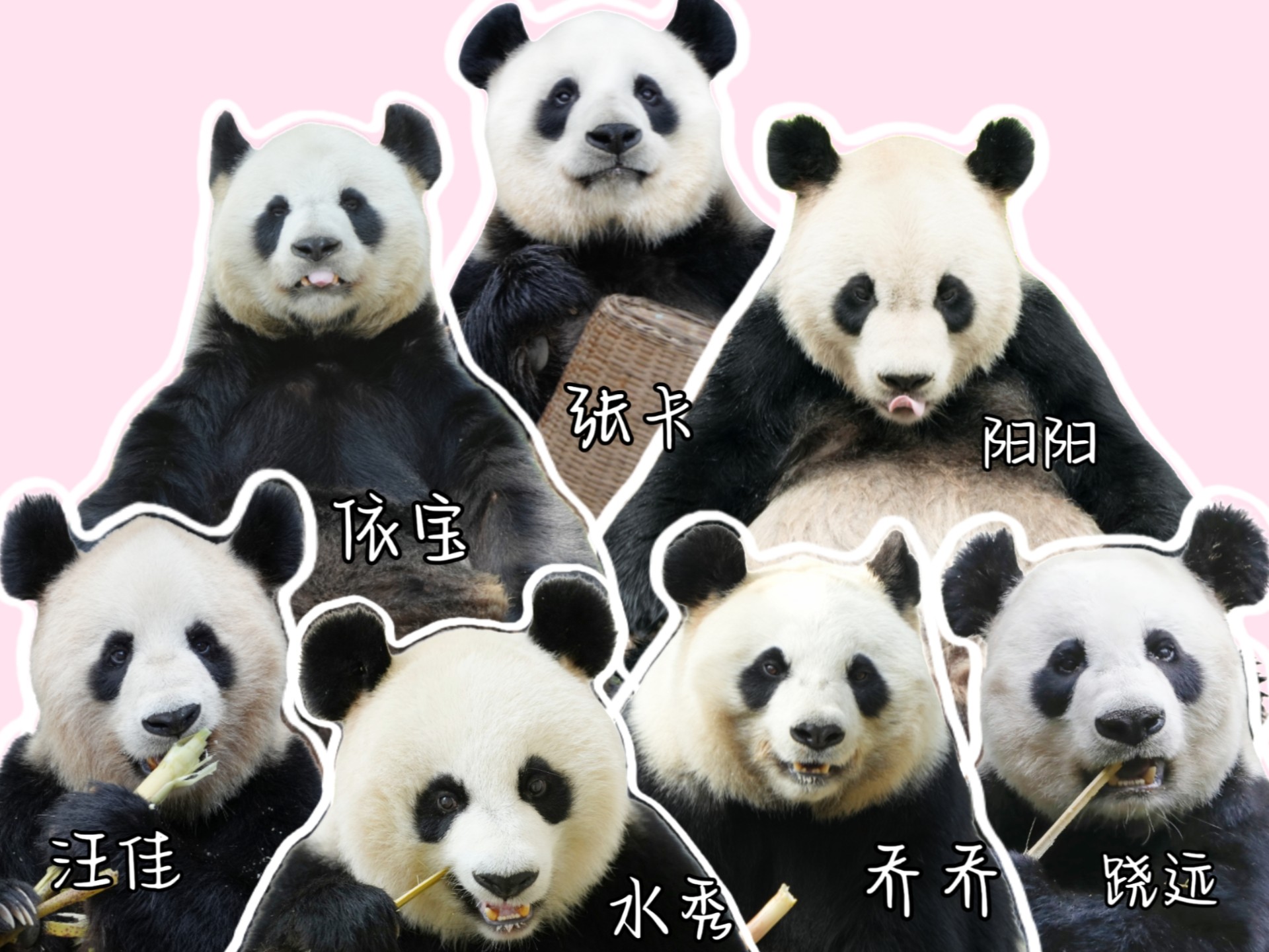大熊猫张卡&依宝&阳阳&汪佳&水秀&乔乔&跷远|心宝现在的12只