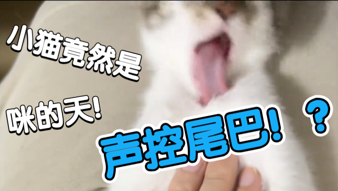 手慢无小猫的尾巴竟然是声控的！