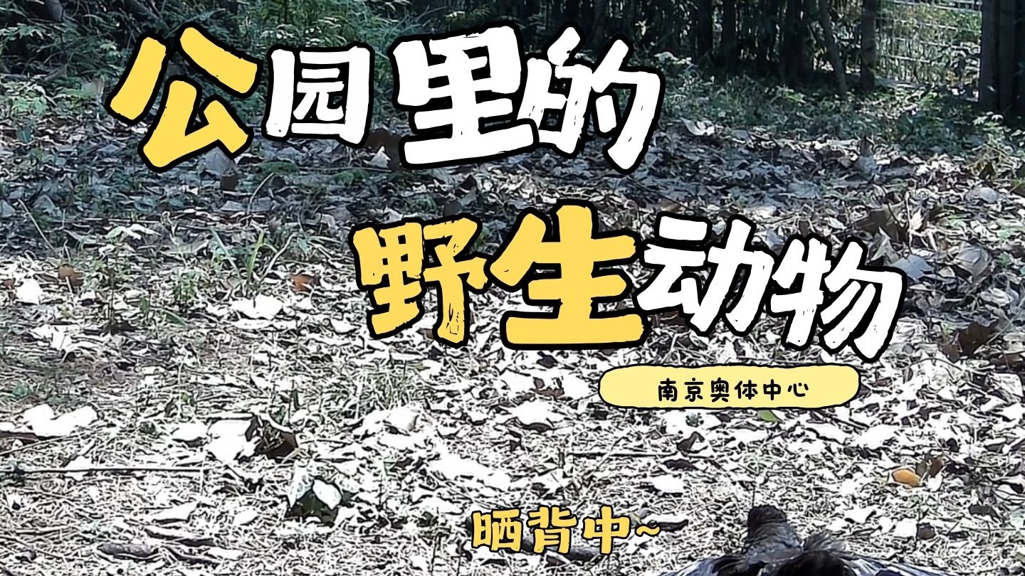公园里的野生动物