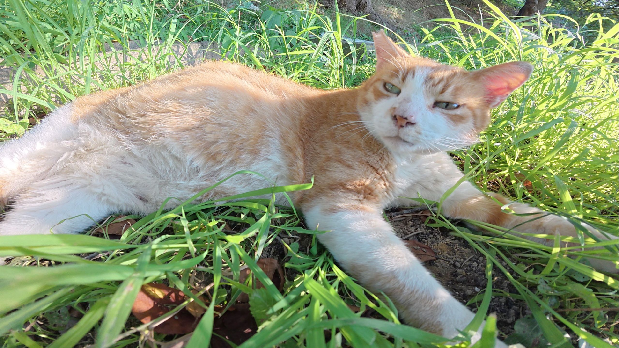 猫在草地上休息时发出呼噜声