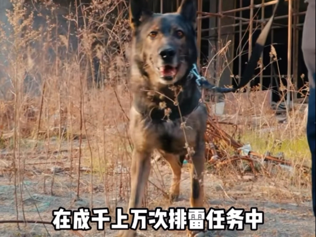 向勇敢的狗狗致敬