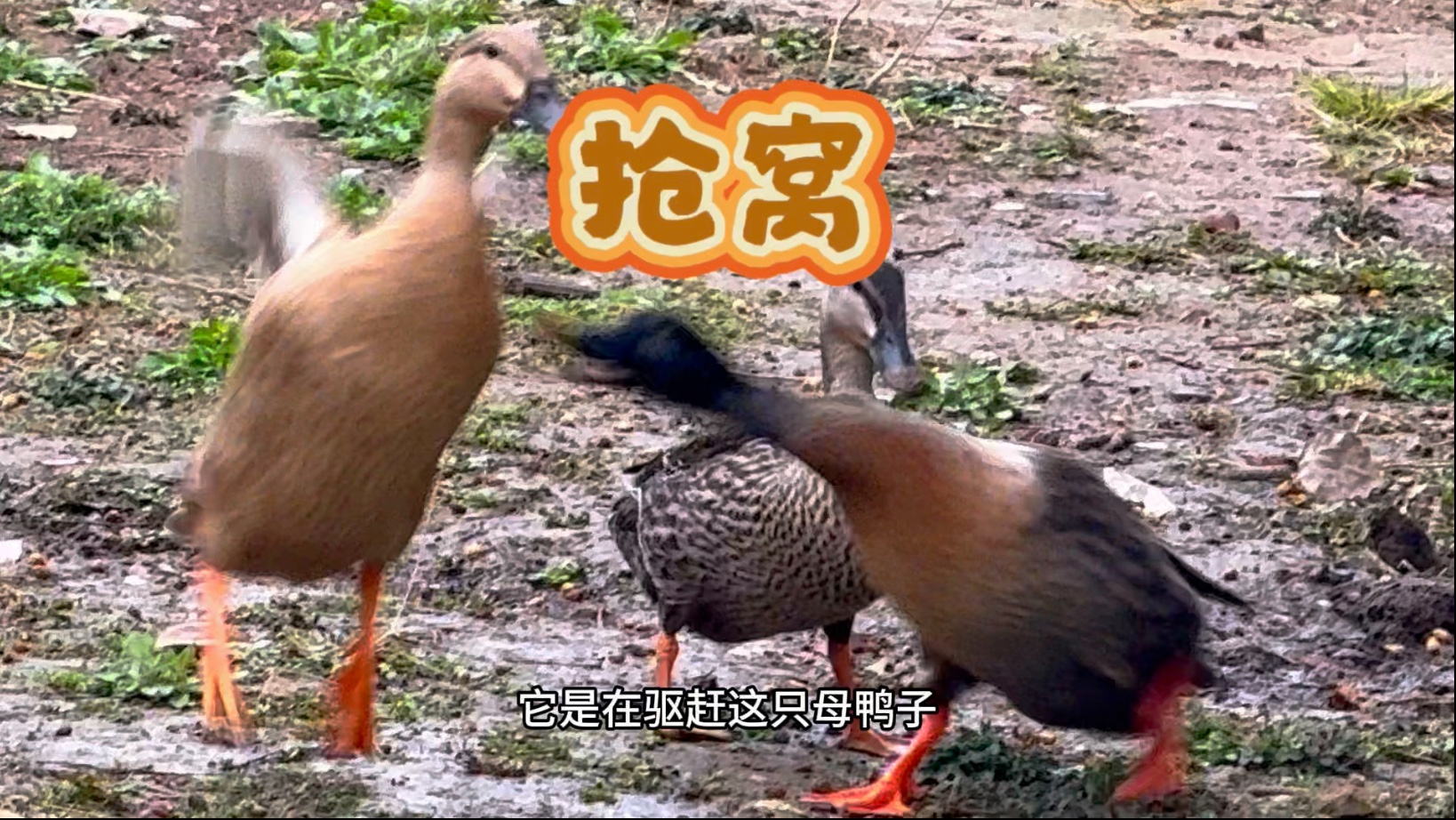 大爷做的鸭窝，已被鸭子们看上，入住全靠实力