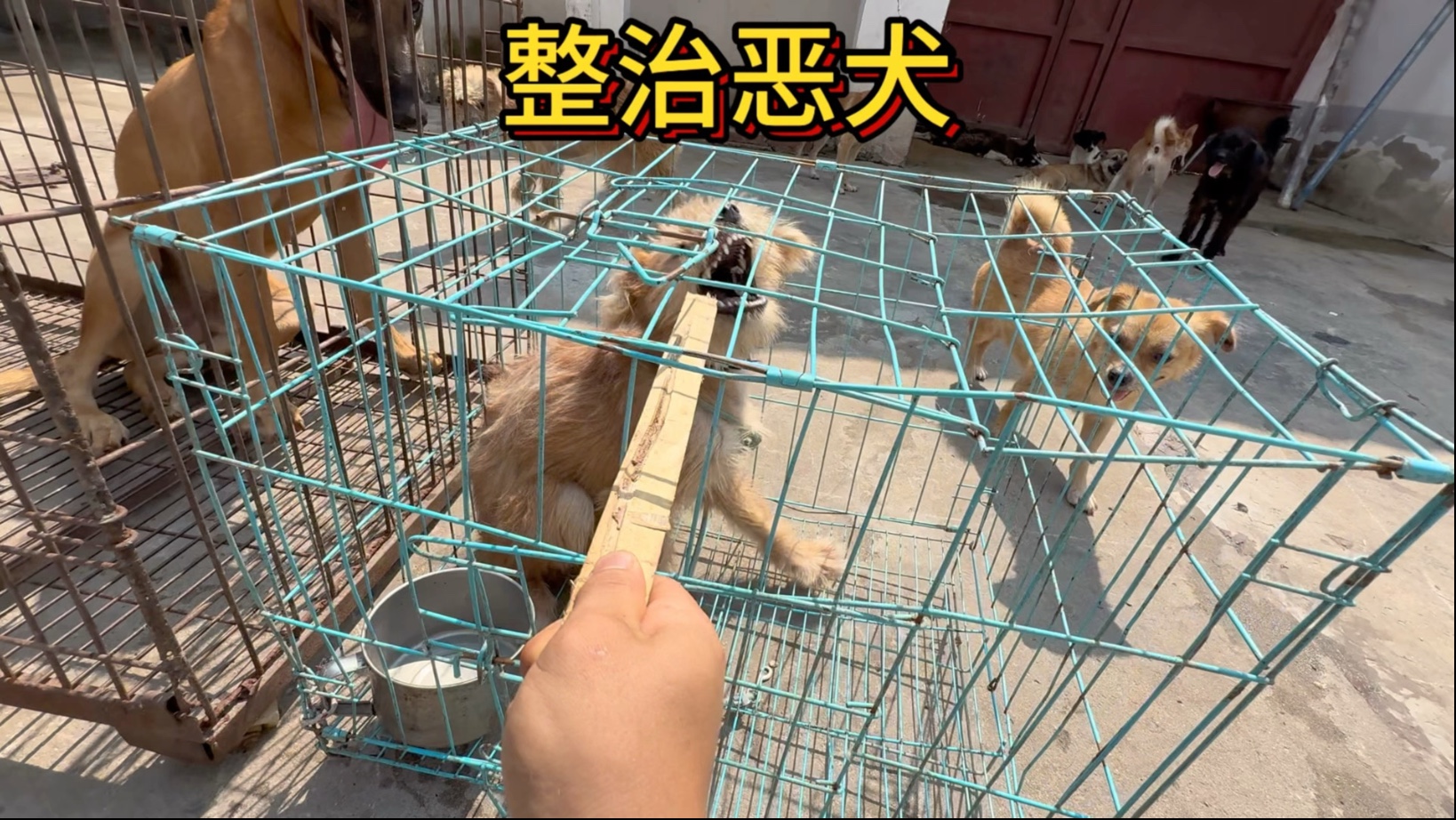 今天去接一条咬自己主人的恶犬，对于这种咬人凶猛的恶犬必须给