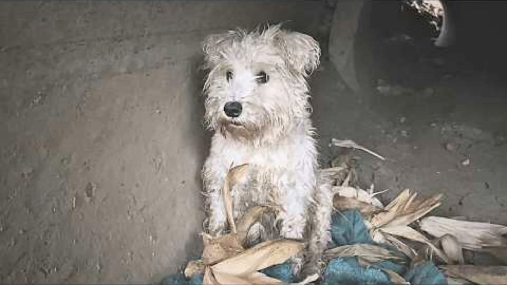 深夜桥洞下天这么冷，狗狗蜷在角落裹着破布，结局让人心酸