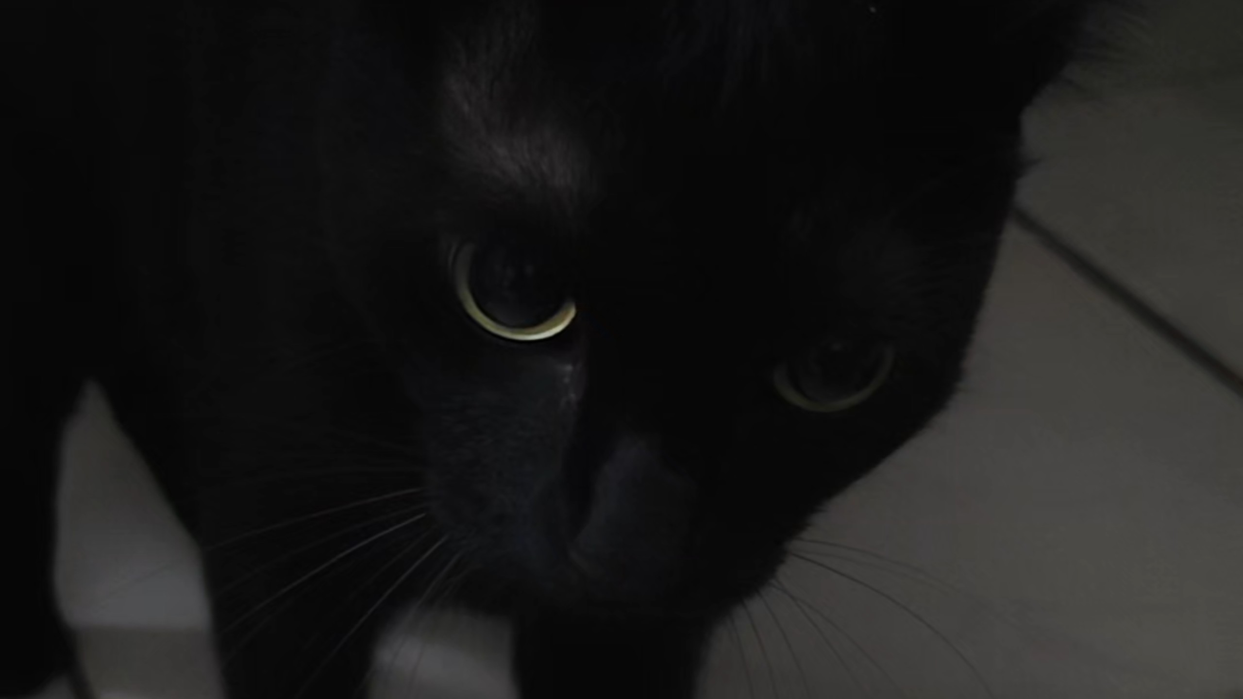 喵规则 迅喵 处于精分魔女下风的一吉