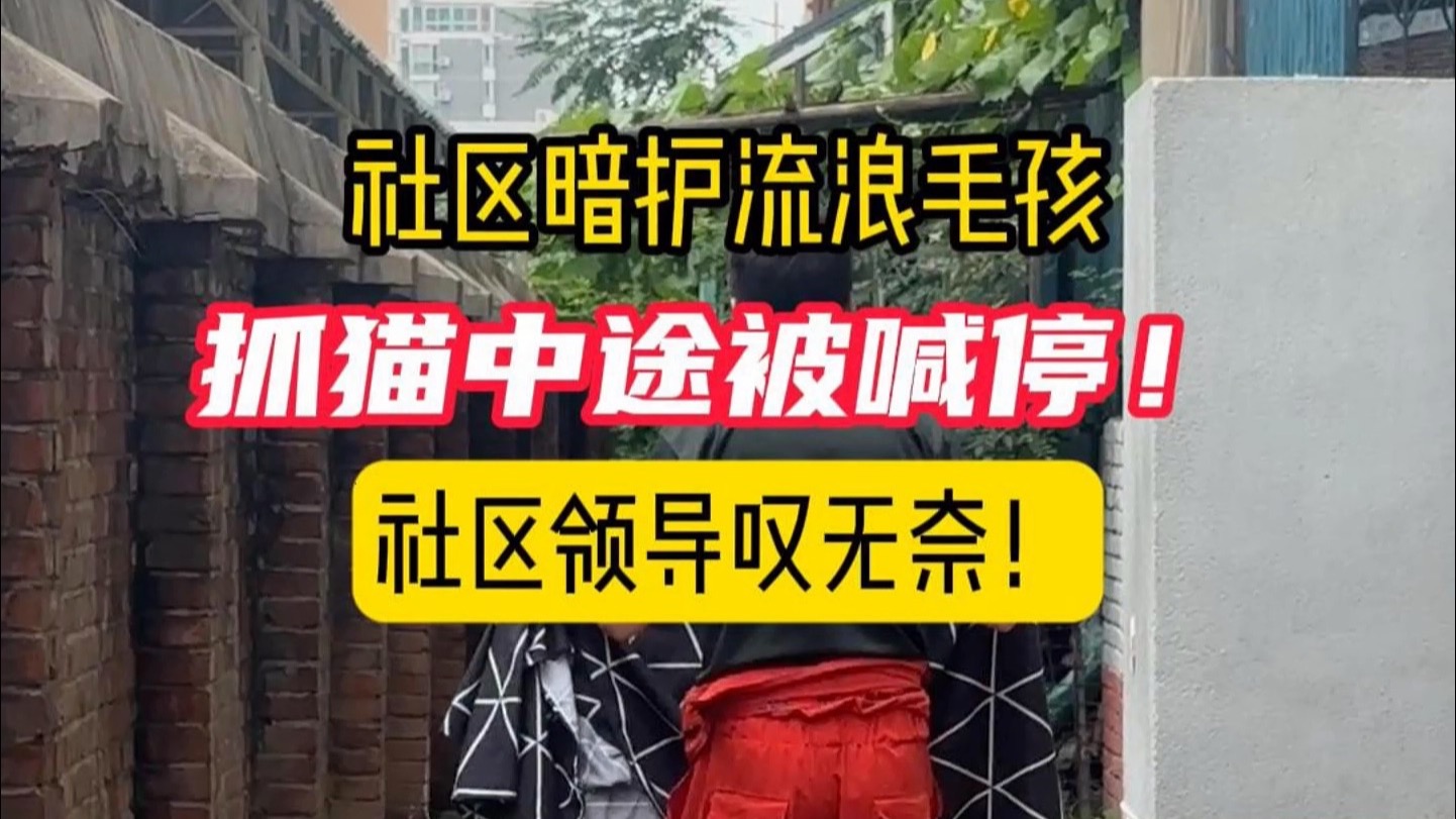 北京社区终于对流浪猫下手了