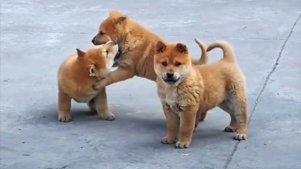 中华田园犬大战日本狼青（自带爱国情怀的田园犬）
