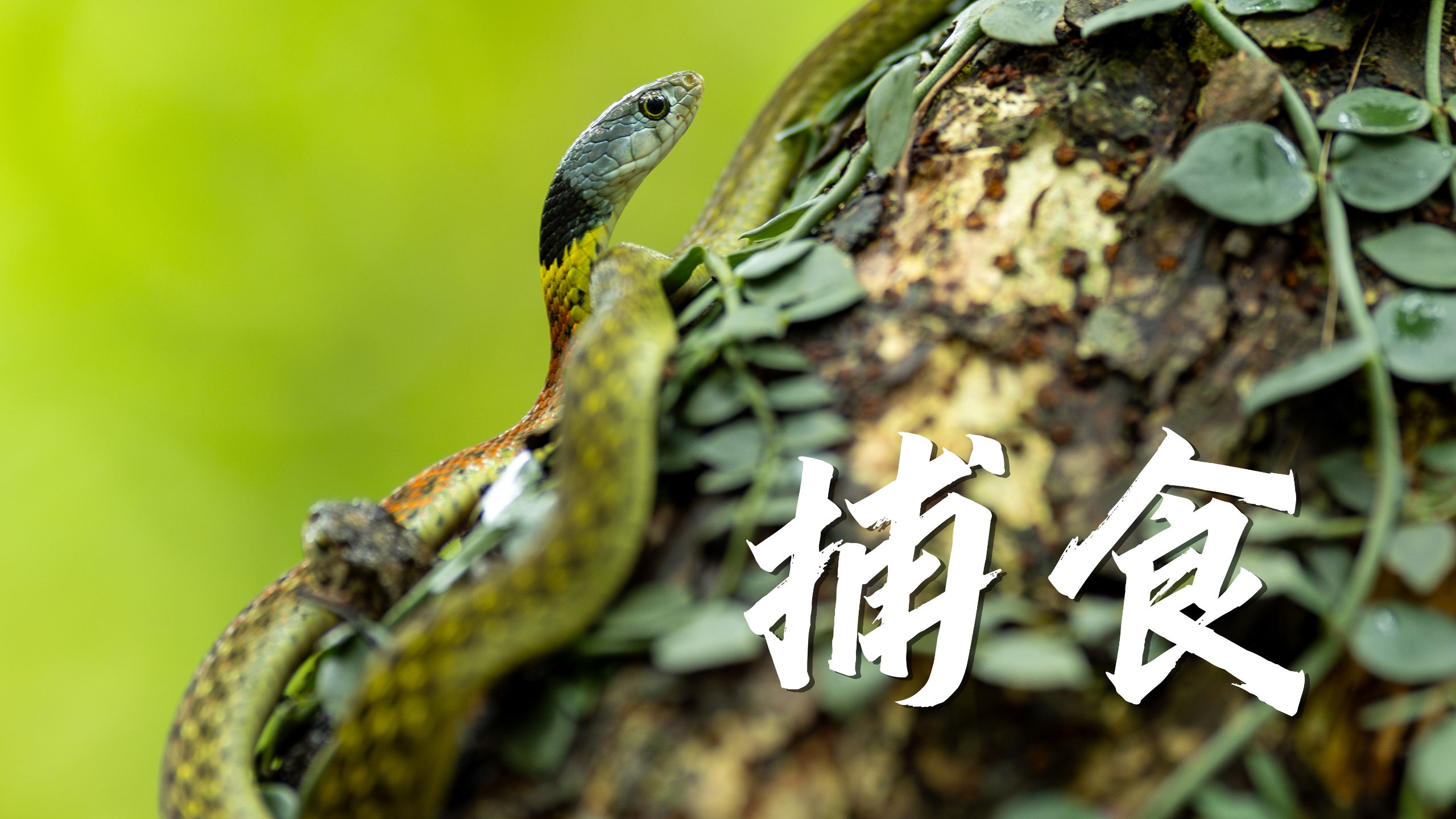 海勒颈槽蛇的捕食，第一次近距离的相遇