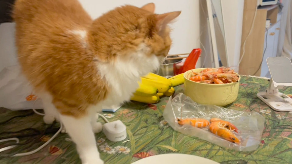 为了吃大虾就差点开口说话了，使出浑身解数一直喵喵喵喵太可爱