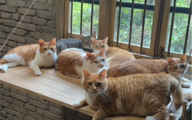 给毛孩子们安装夏日降温房