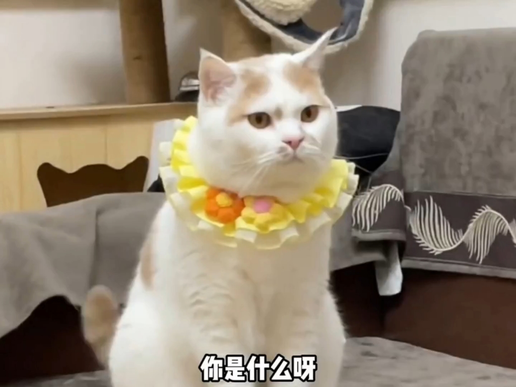 萌宠解说：那些会说人话的猫咪，来看看哪个更像人？
