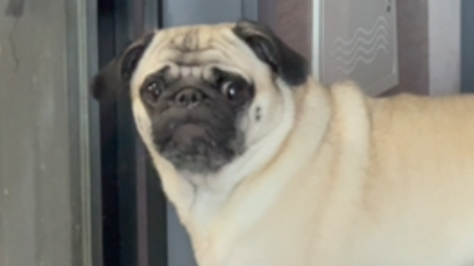 小狗和毛巾产生了莫名其妙的羁绊