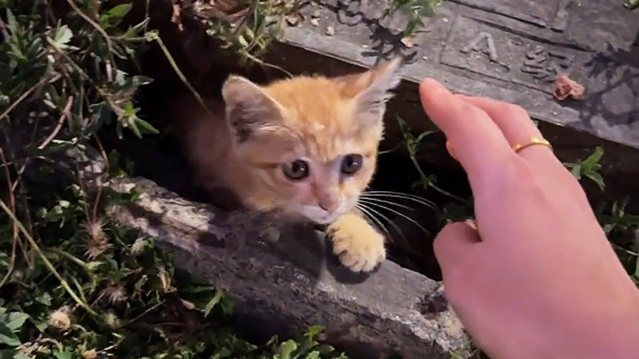 如果一小时后你还在这里，我就带你回家！