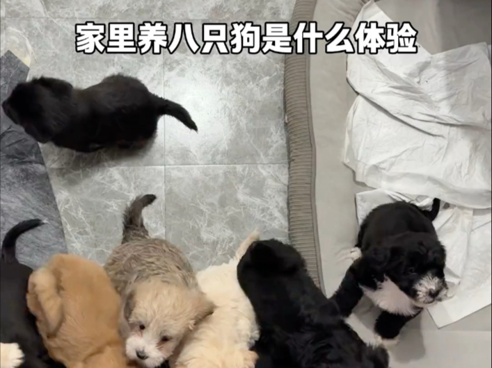 解锁了我的新技能《宠物美容》