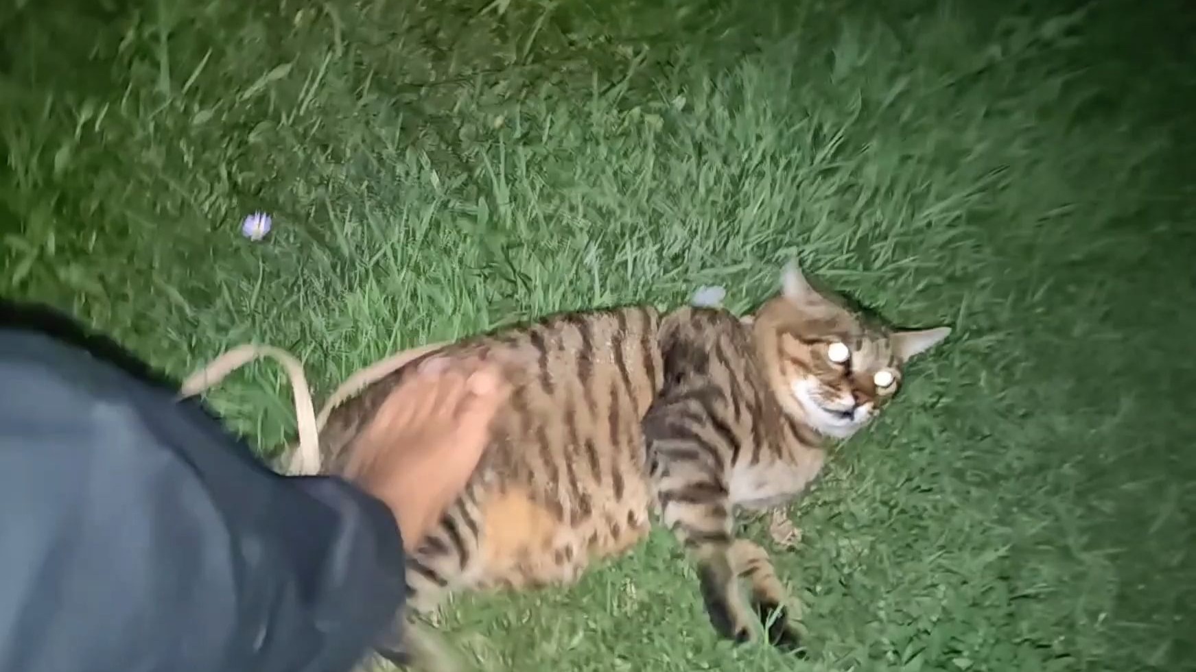 猫哥出逃！小橘美男计诱捕成功！