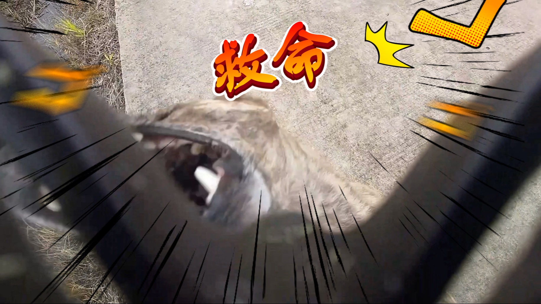 狂追闪电狗 最后吓得躲车底 一人独战4狗 独眼大狗嘴直扑机头