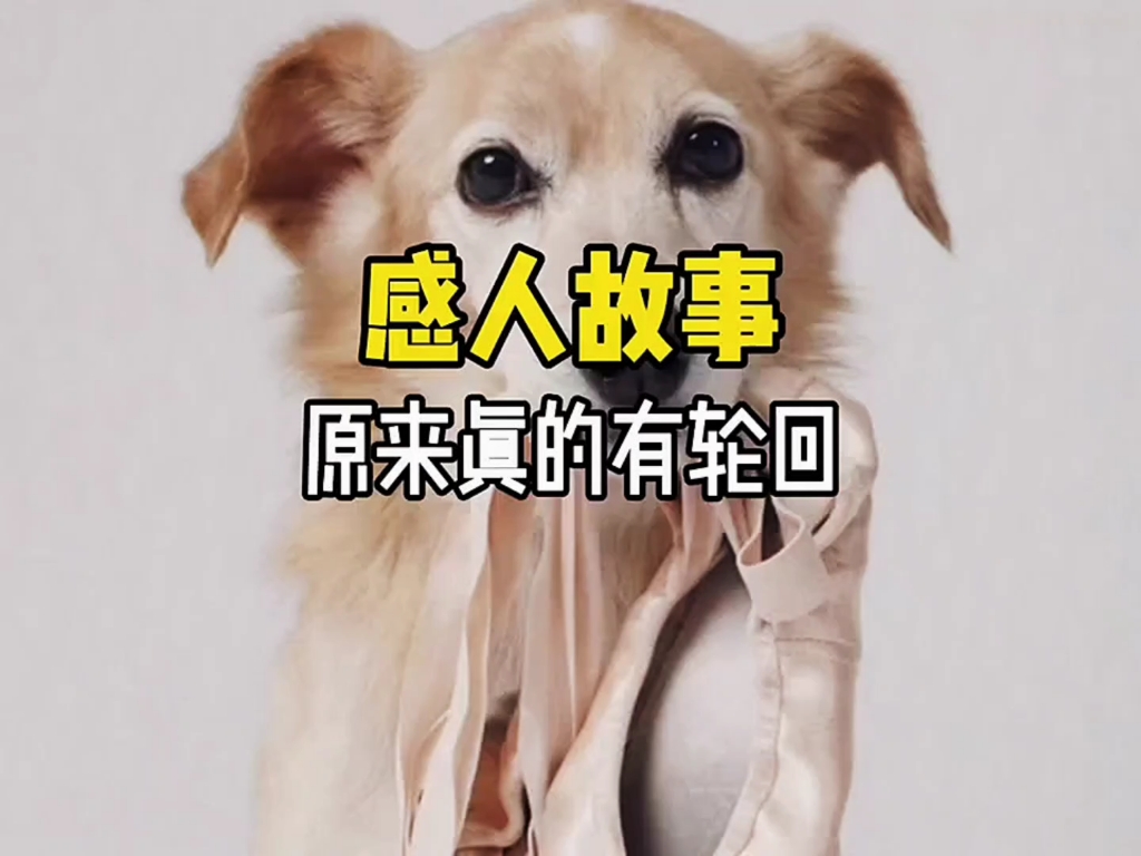 轮回泪目