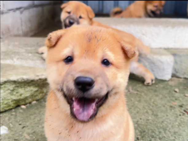 一眨眼小狗巳经到新家一个多月了，之前的快乐和幸福已成为回忆