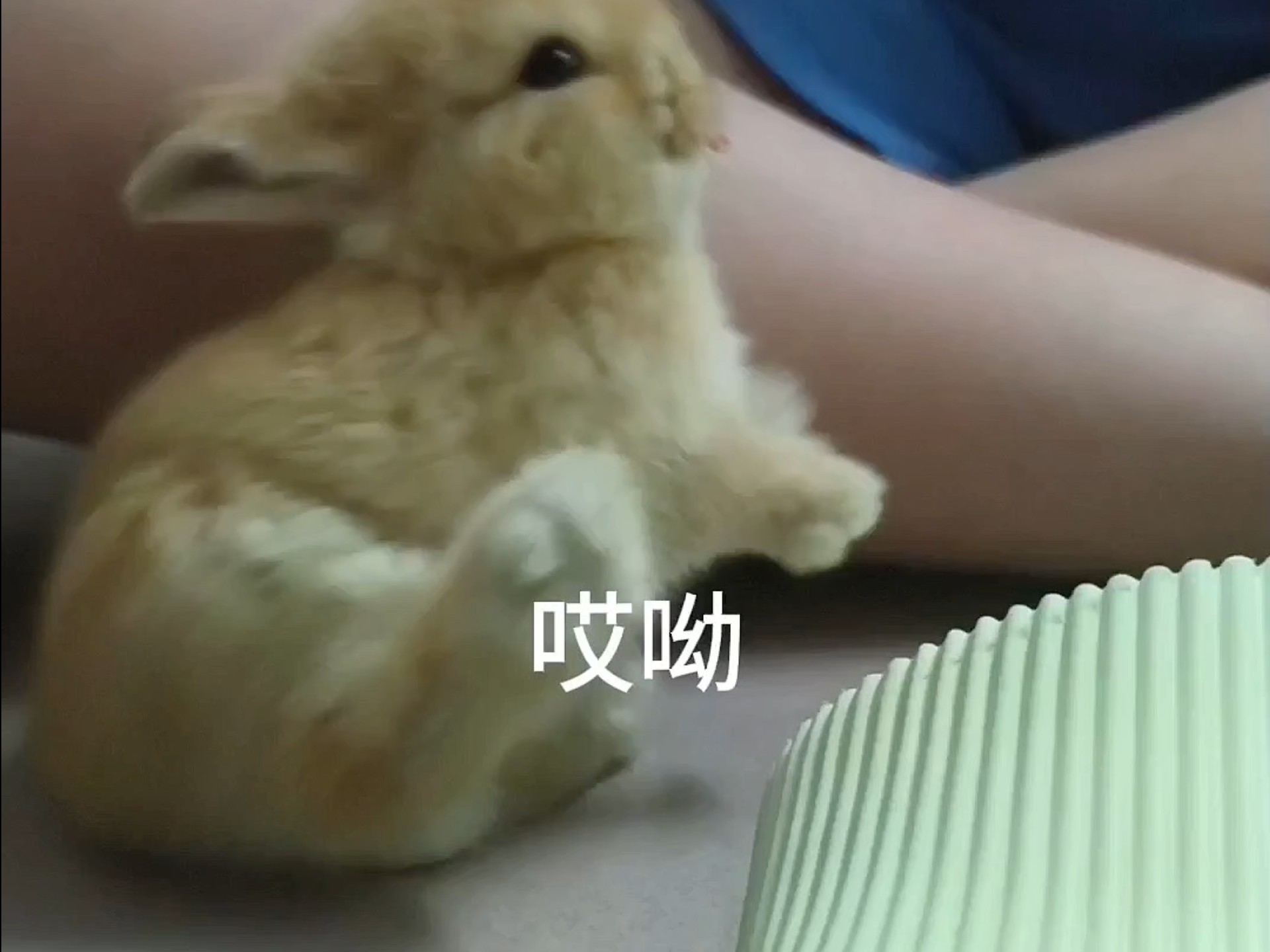 谁家的兔砸是胡萝卜脑袋