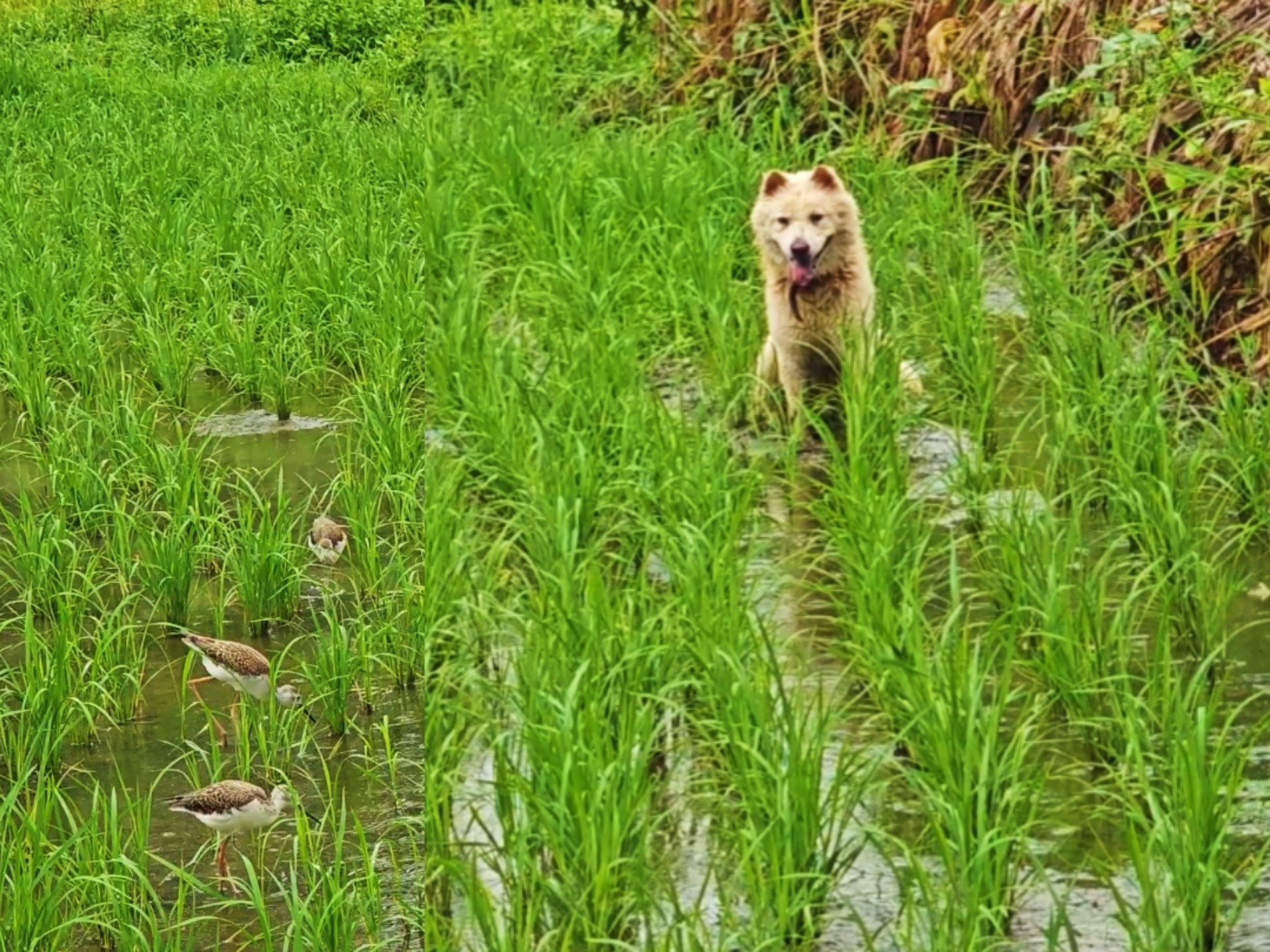 一夜大雨，黑翅长脚鹬今天都飞走了，都自己去农田里面觅食了！
