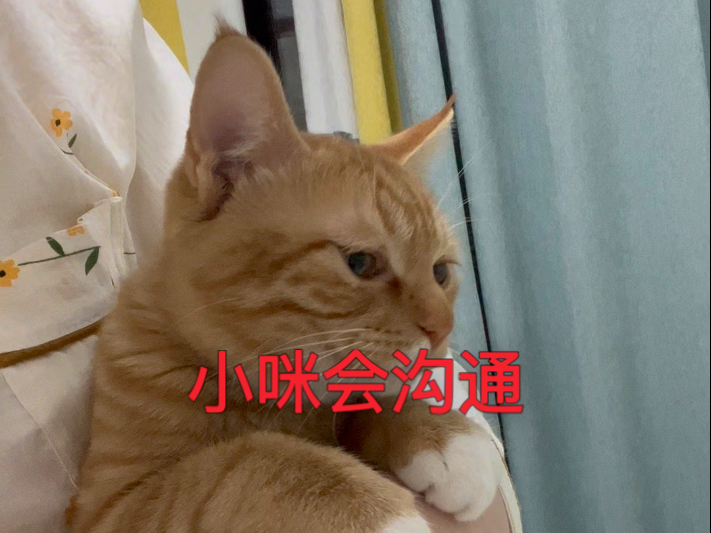 会交流的猫咪