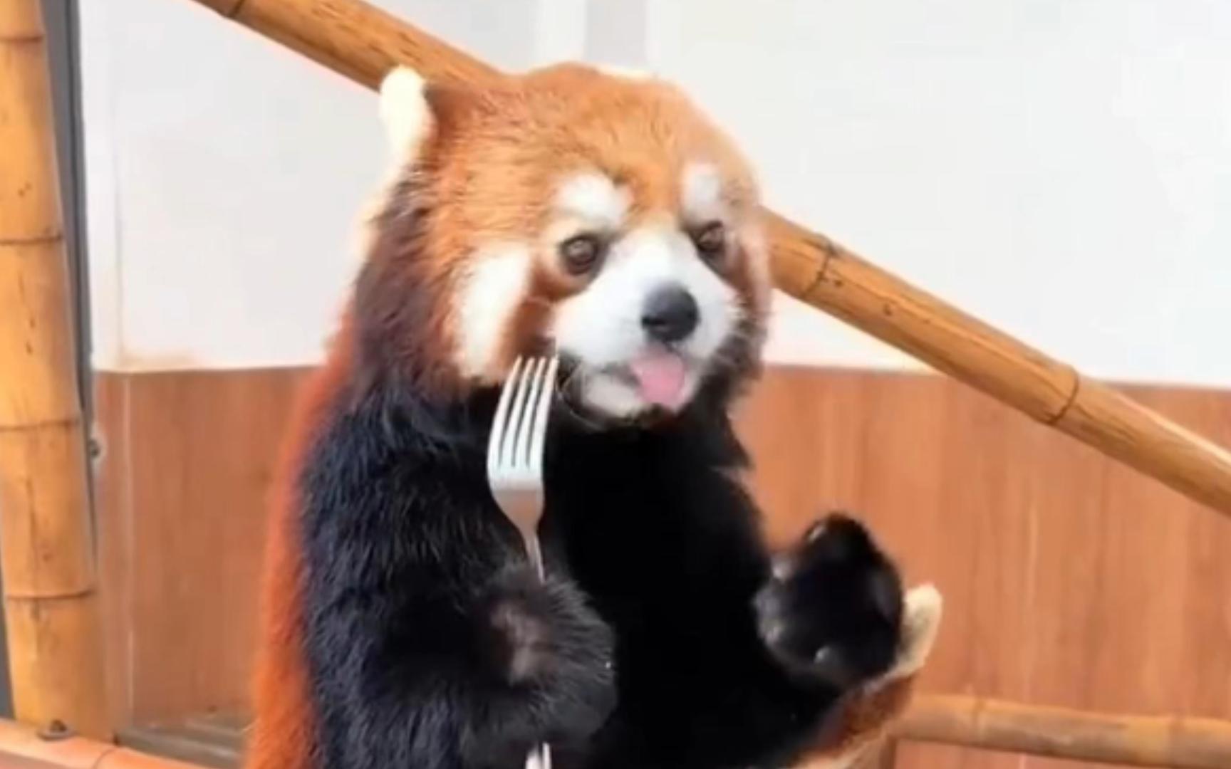 关于小能用餐礼仪这一块