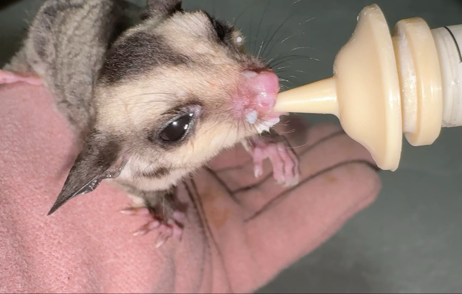 这小东西胆子太小了