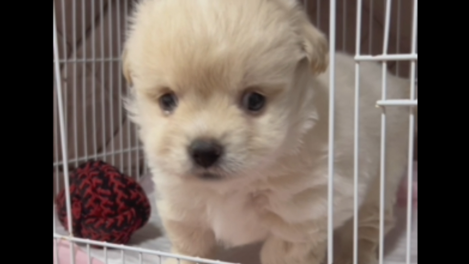 小智强势回归！丑萌程度再创新高！