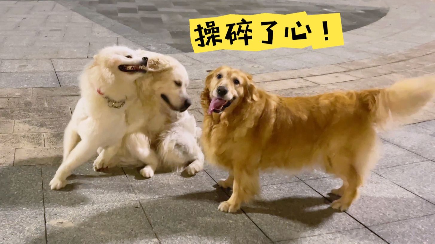 金毛弟弟到处干架，金毛姐姐操碎了心...