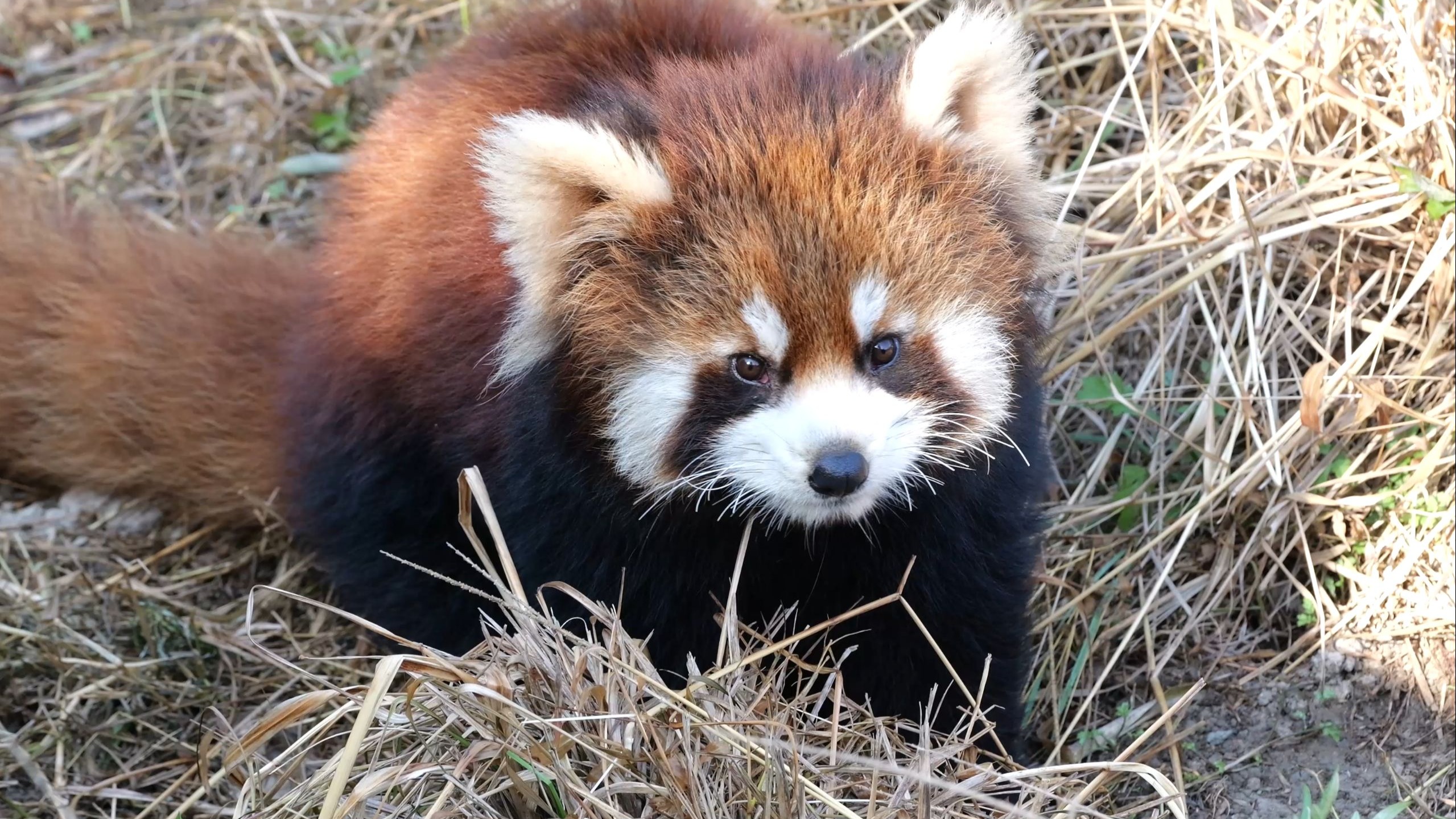 半岁就会吓唬大能了【小熊猫】晨辰