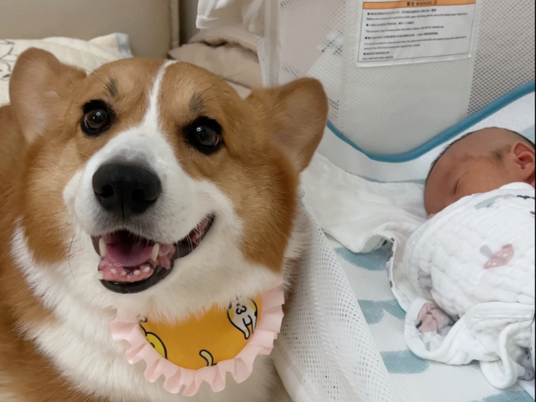 两分钟记录小狗陪伴我整个孕期，谢谢小狗。