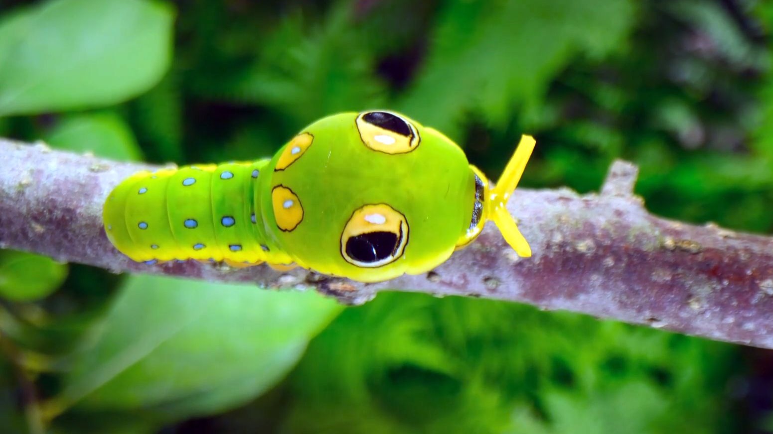 动物界的 “伪装大师” ，每一次精妙的伪装都堪称天衣无缝。