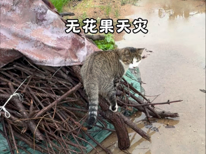 隔三差五的大雨彻底浇灭了果农的心，好羡慕小猫们无忧无虑的真