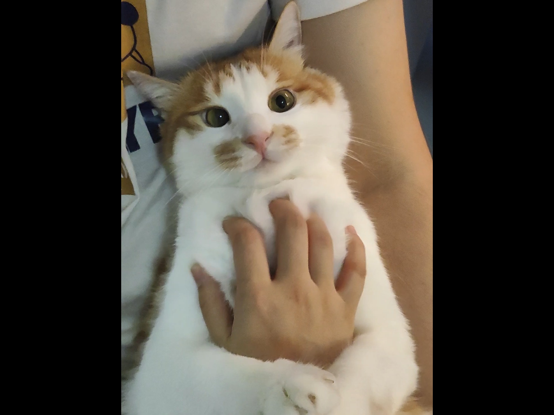 谁懂！猫胸肉的手感有多好！！！！