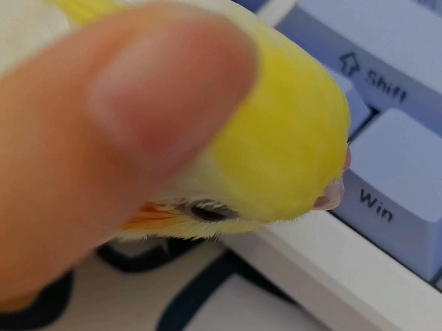 小鸟去世了，以此视频纪念菠萝