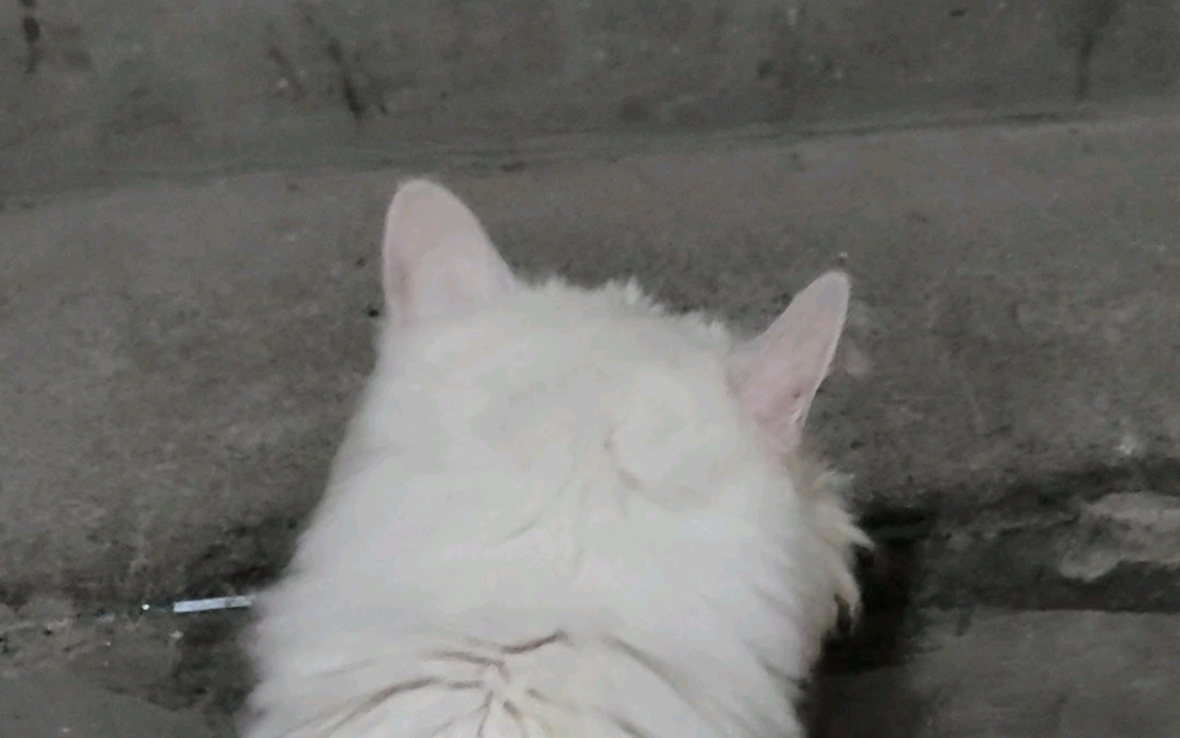 最后一次让24岁的阿染猫奶奶爬楼梯