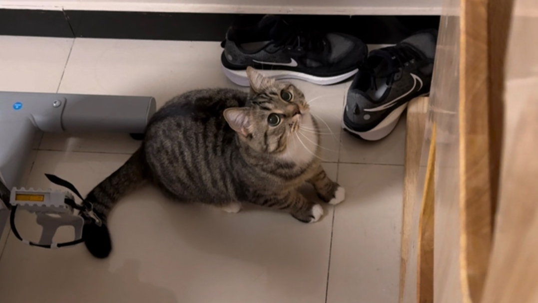 反复打断小猫施法