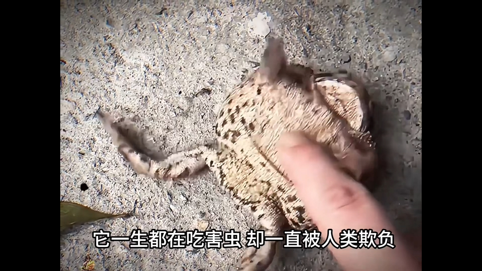 “它一生都在吃害虫，却一直被人类欺负 ”