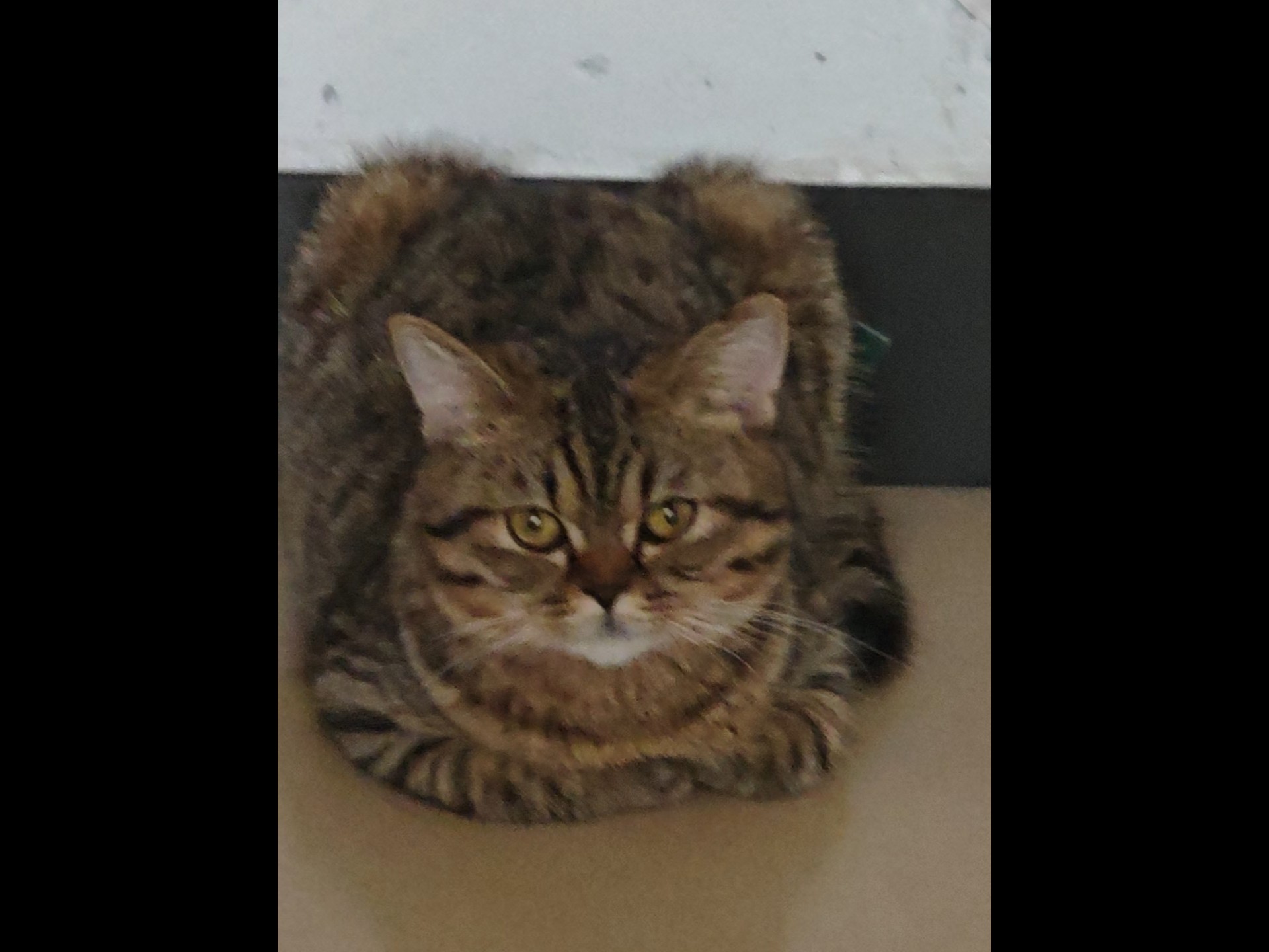 宝相庄严的小猫咪～(˘❥˘)