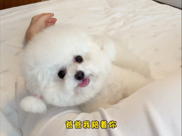 当我生病时，我的小狗有多懂事