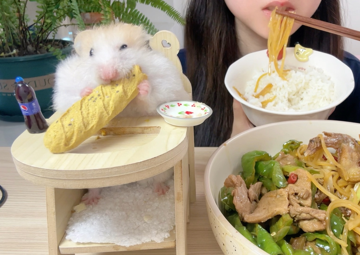 鼠鼠吃播上线啦