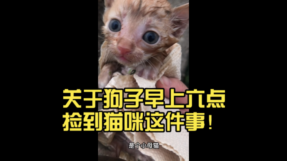关于狗子早上六点捡到猫咪这件事！这是早起遛狗的我应得的！