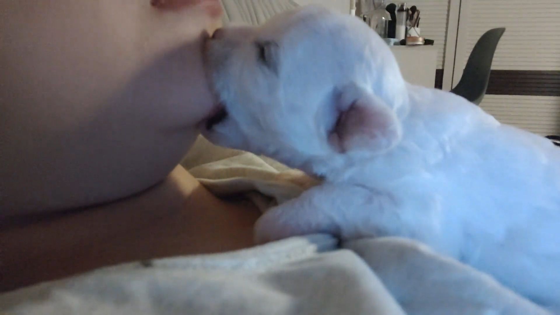 也是让小狗狗种上草莓了，嘻嘻