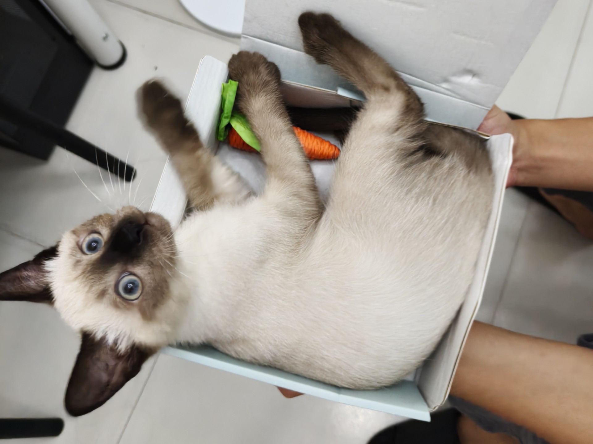 方块猫