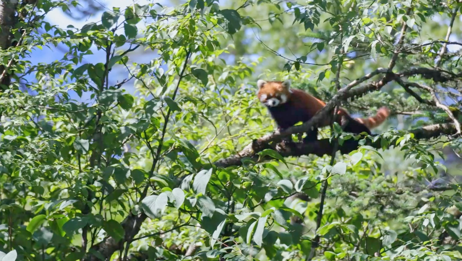 观鸟偶遇小熊猫！观鸟偶遇小熊猫！观鸟偶遇小熊猫！观鸟偶遇小熊猫