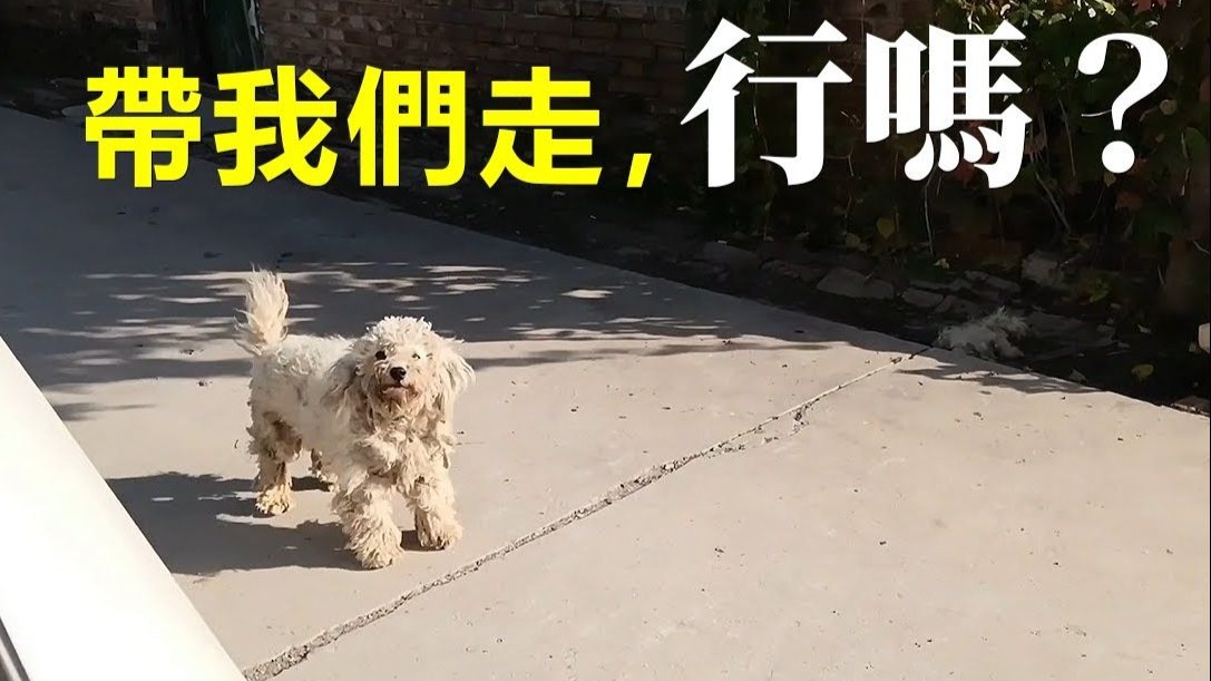村子拆迁人去楼空，男子偶遇可怜比熊一家...
