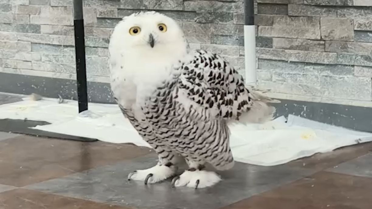 是小可爱呐