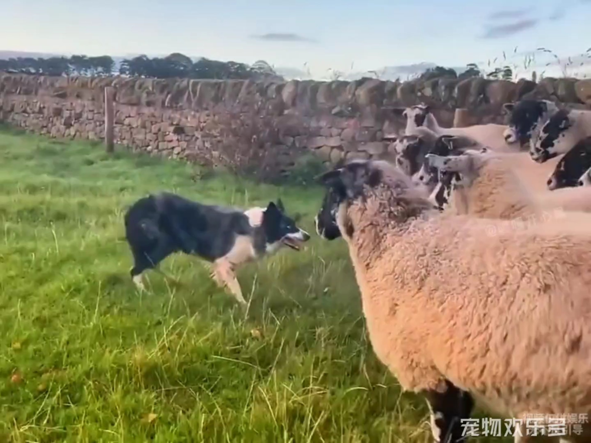 牧羊犬刻在骨子里的记忆