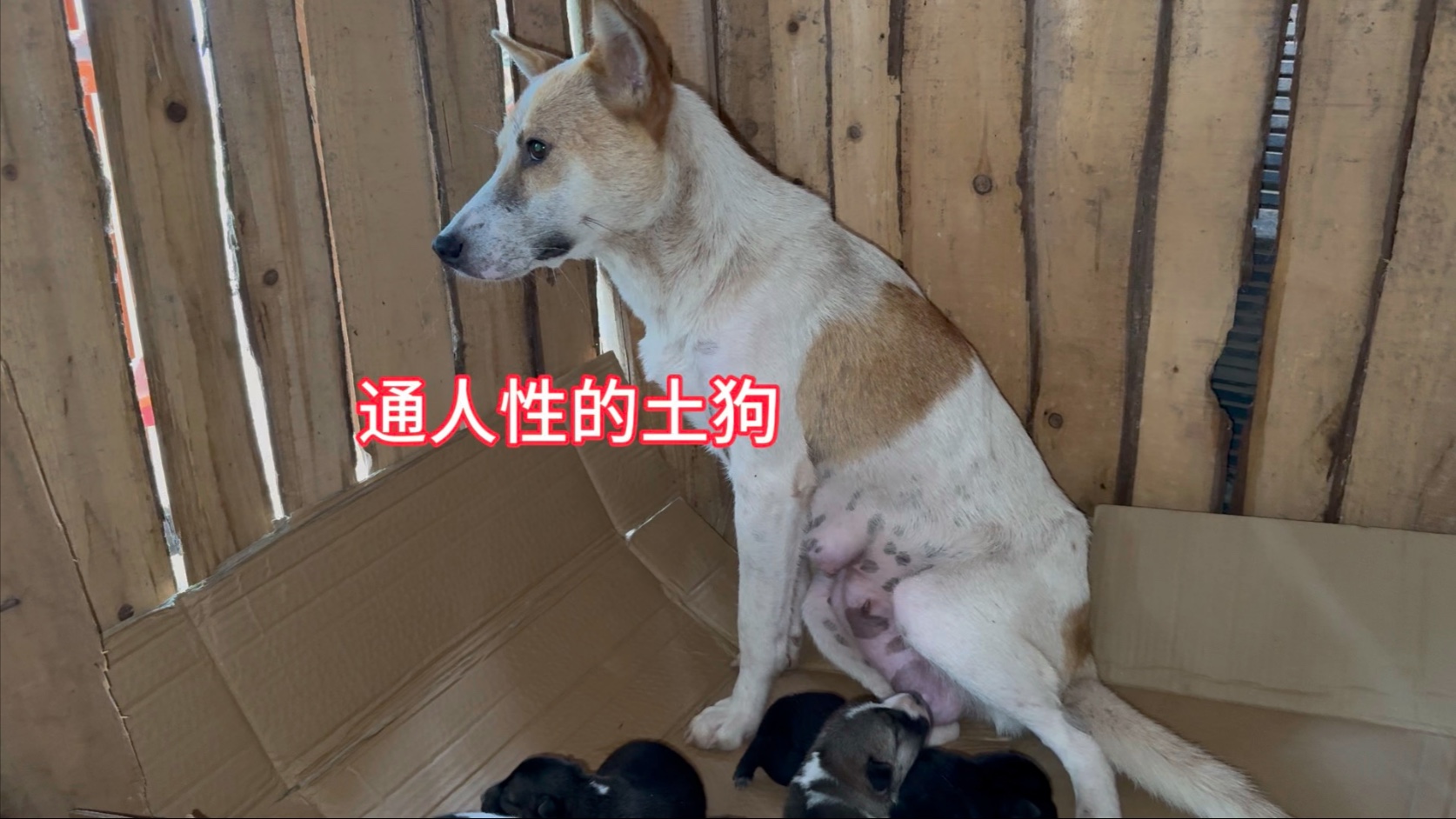 花脸失去了一只狗宝宝，看得出来，它也很难过
